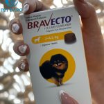 قرص ضد کک و کنه سگ نژاد مینیاتوری (4.5_ 2 KG) براوکتو ترکیه Bravecto Flea and Tick Chew Dogs Turkey (2 _4.5kg)
